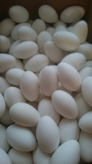 Veľkonočná dekorácia - Podpätky z Gesich Eggs 3 kategória 60 ks