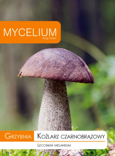 Vybrané MYCELY KOźLARLARLAR BLACK