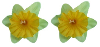 Veľkonočná dekorácia - Daffodil žltý narcis 10cm umelý kvetina Veľkáte