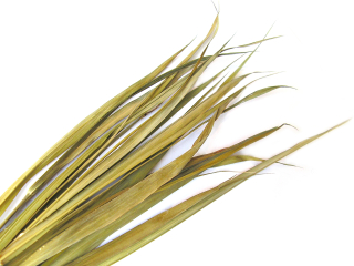 Żubrówka Żubrów Turówka 100 g