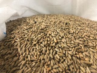 Rye pre Bio Múdu na Thermomix alebo 10kg Grinder EKO