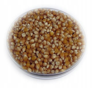 Kukurica popcorn 5 kg