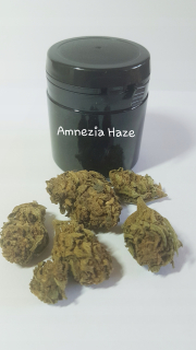 CBD - Susz CBD Premium Amnesia Haze 2G